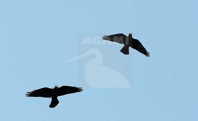 Western Jackdaw (Coloeus monedula) two in flight stock-image by Agami/Roy de Haas,