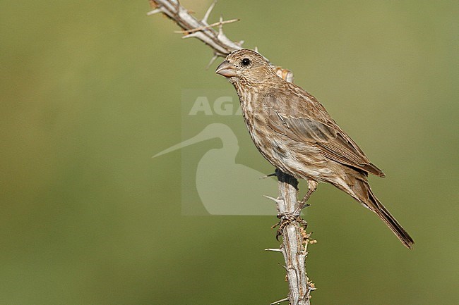 Adult female
Kern Co., CA
July 2007 stock-image by Agami/Brian E Small,