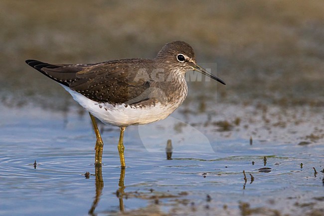 Foeragerend Witgatje; Green Sandpiper foraging stock-image by Agami/Daniele Occhiato,