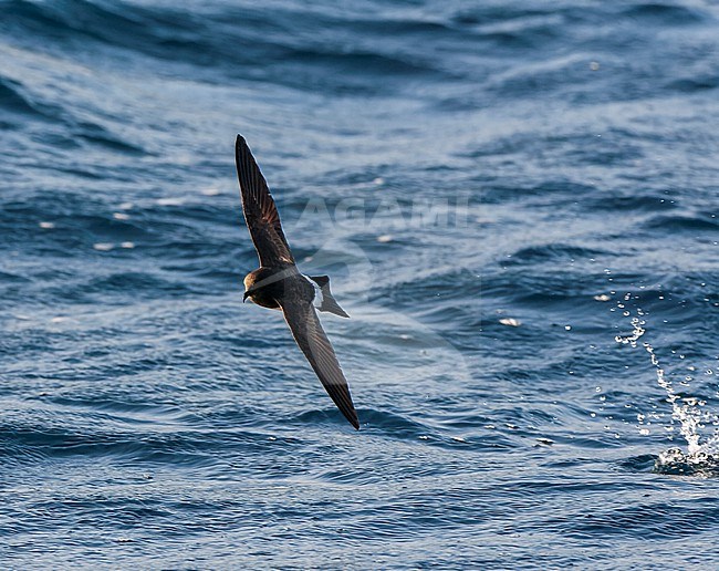 Gough Black-bellied Storm-Petrel (Fregetta tropica melanoleuca) in the Southern Atlantic Ocean, around the Tristan da Cunha and Gough islands. Also called White-bellied Black-bellied Storm Petrel. stock-image by Agami/Marc Guyt,