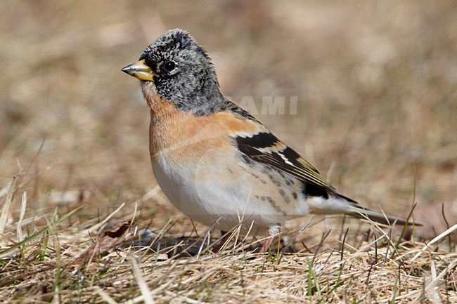 Adult mannetje Keep in winterkleed; Adult male Brambling in winter plumage stock-image by Agami/Markus Varesvuo,