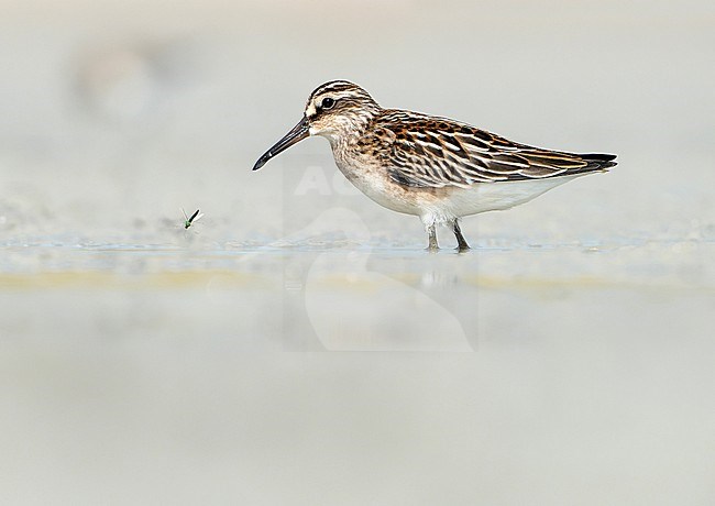 Broad-billed Sandpiper (Calidris falcinellus) during autumn migration in Mongolia. stock-image by Agami/Dani Lopez-Velasco,