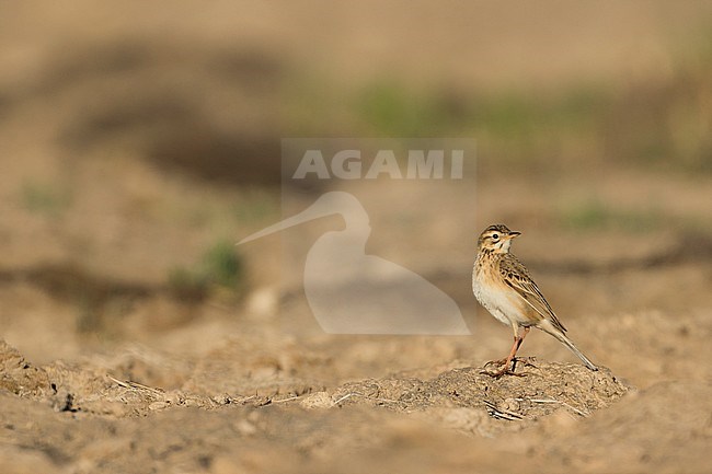 Richard's Pipit - Spornpieper - Anthus richardi ssp. richardi, Russia, adult stock-image by Agami/Ralph Martin,