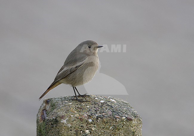 Black Redstart, Zwarte Roodstaart, Phoenicurus ochruros stock-image by Agami/Arie Ouwerkerk,