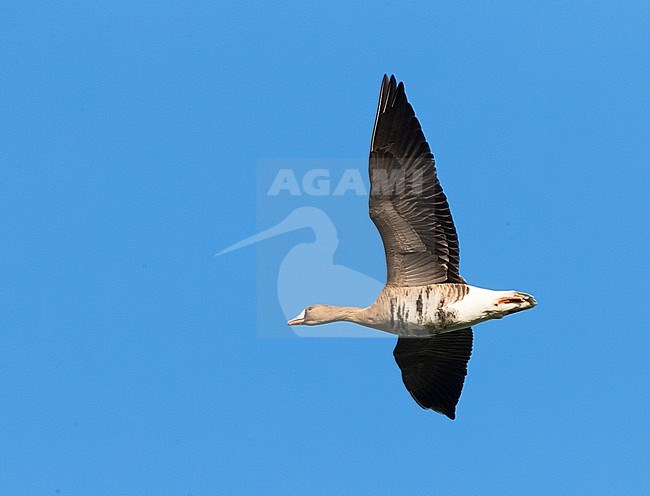 Kolgans in vlucht; Greater White-fronted Goose (Anser albifrons) in flight stock-image by Agami/Marc Guyt,