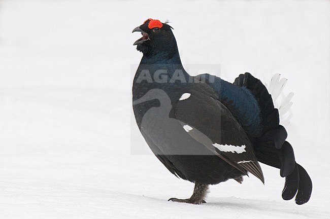 Black Grouse male lekking in the snow; Korhoen man baltsend in de sneeuw stock-image by Agami/Han Bouwmeester,