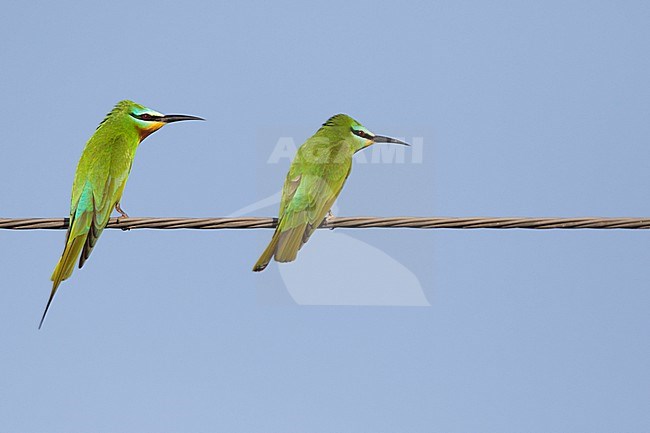 Blue-cheeked Bee-eater (Merops persicus ssp. persicus), Tajikistan, adult stock-image by Agami/Ralph Martin,