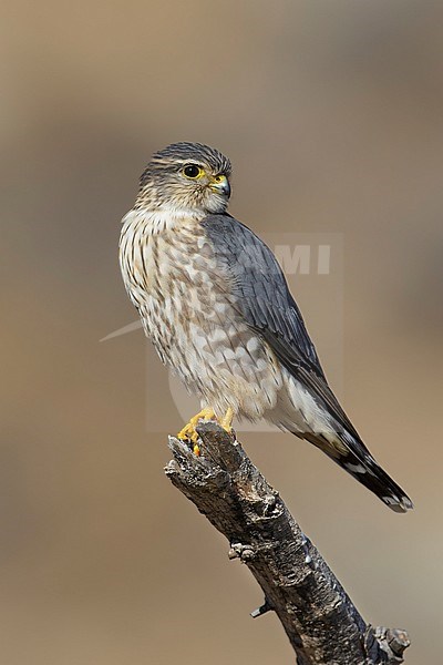 Adult male American Merlin (Falco columbarius columbarius) wintering in Riverside County, California, in November. Perched on a dead branch against a brown background. stock-image by Agami/Brian E Small,