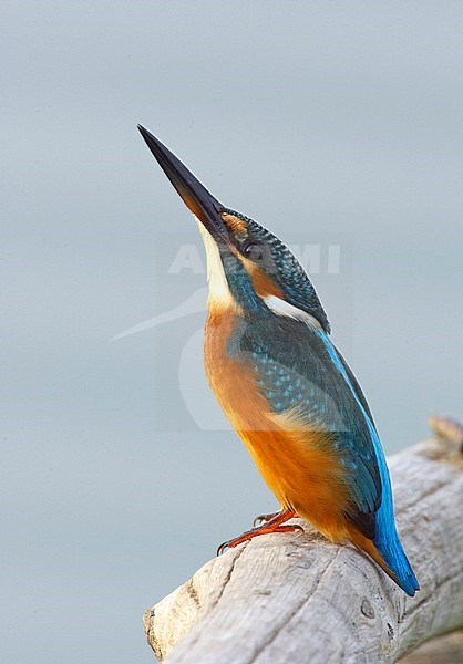 Kleurrijke IJsvogel; Colourful Common Kingfisher stock-image by Agami/Tomi Muukkonen,