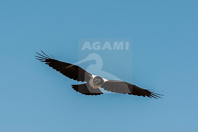 A pied crow, Corvus albus, in flight. Masai Mara National Reserve, Kenya. stock-image by Agami/Sergio Pitamitz,