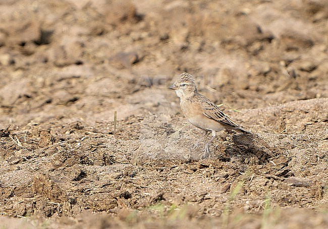 Mongolian Short-toed Lark, Calandrella dukhunensis, during autumn migration in Mongolia. Standing on the ground. stock-image by Agami/Dani Lopez-Velasco,