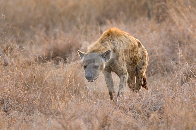 Gevlekte Hyena; Spotted Hyena stock-image by Agami/Marc Guyt,