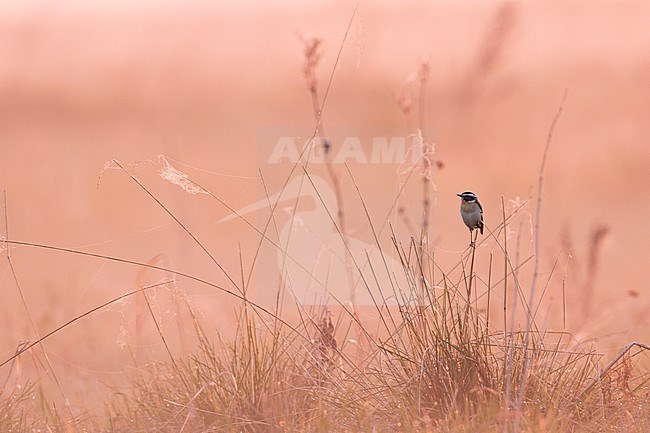 Whinchat - Braunkehlchen - Saxicola rubetra, Russia (Ural), adult male stock-image by Agami/Ralph Martin,