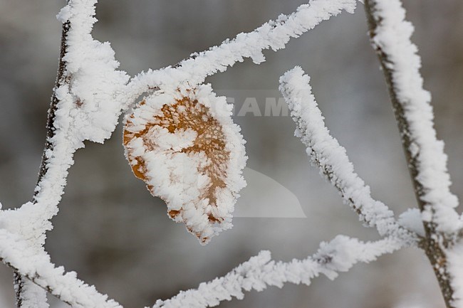 Winter in Vecht en Beneden Rogge; Winter in Vecht en Beneden Rogge stock-image by Agami/Theo Douma,