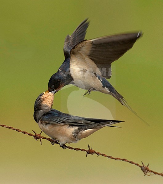 Barn Swallow juvenile being fed, Boerenzwaluw juveniel gevoerd stock-image by Agami/Hans Gebuis,