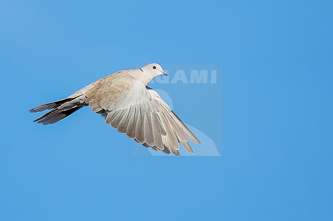 Adult
Santa Barbara Co., CA
November 2022 stock-image by Agami/Brian E Small,