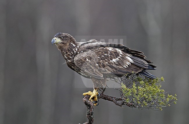 Third-winter White-tailed Eagle (Haliaeetus albicilla) perched on top of a small pine tree at Scania in Sweden. stock-image by Agami/Helge Sorensen,