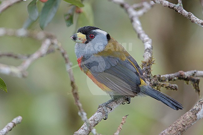 Toucan Barbet (Semnornis ramphastinus caucae) perched on a branch at Farallones National Park, Valle de Cauca, Colombia. stock-image by Agami/Tom Friedel,