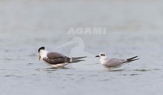 Lachstern, Gull-billed Tern, Gelochelidon nilotica, Oman, adult, winter plumage with Greater Creasted Tern stock-image by Agami/Ralph Martin,