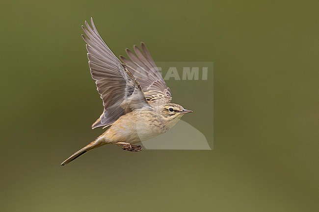 Tawny Pipit, Anthus campestris, in Italy. stock-image by Agami/Daniele Occhiato,