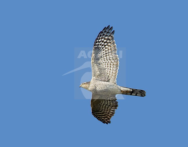 Sperwer in vlucht; Sparrowhawk in flight stock-image by Agami/Markus Varesvuo,