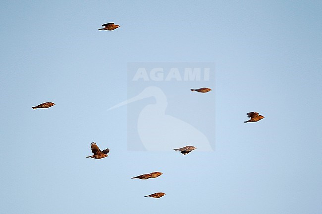 Red-winged Blackbird (Agelaius phoeniceus), flock in flight during migration at Cape May, New Jersey, USA stock-image by Agami/Helge Sorensen,