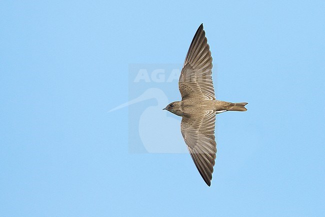 Adult Northern Rough-winged Swallow (Stelgidopteryx serripennis) in flight during autumn migration.
Chambers Co., Texas, USA. stock-image by Agami/Brian E Small,