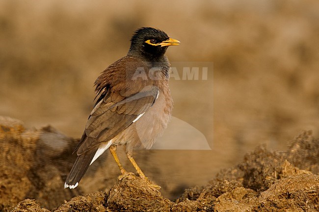 Treurmaina; Common Myna stock-image by Agami/Daniele Occhiato,