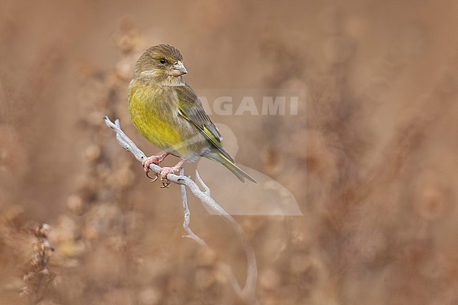 European Greenfinch (Chloris chloris) in Italy. stock-image by Agami/Daniele Occhiato,