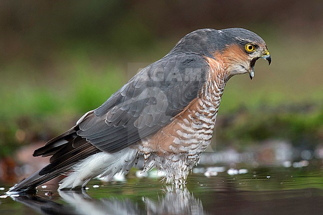 Male Eurasian Sparrowhawk, Accipiter nisus, in the Netherlands. stock-image by Agami/Han Bouwmeester,