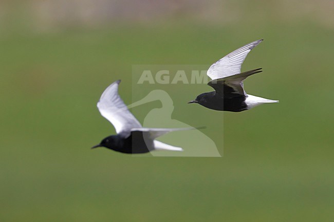 Volwassen Witvleugelstern in zomerkleed in de vlucht; Adult summer White-winged Tern in flight stock-image by Agami/Daniele Occhiato,