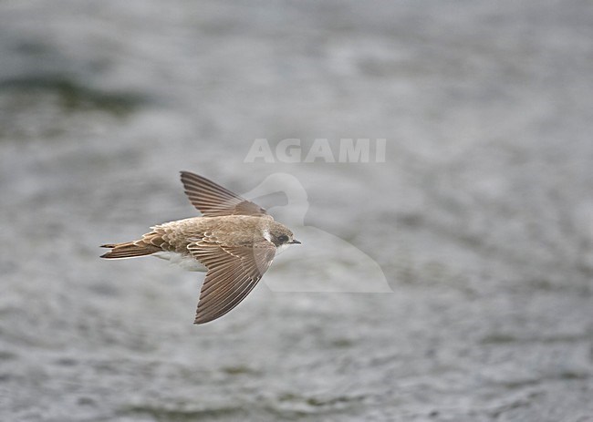 Sand martin in flight, Oeverzwaluw in vlucht stock-image by Agami/Markus Varesvuo,