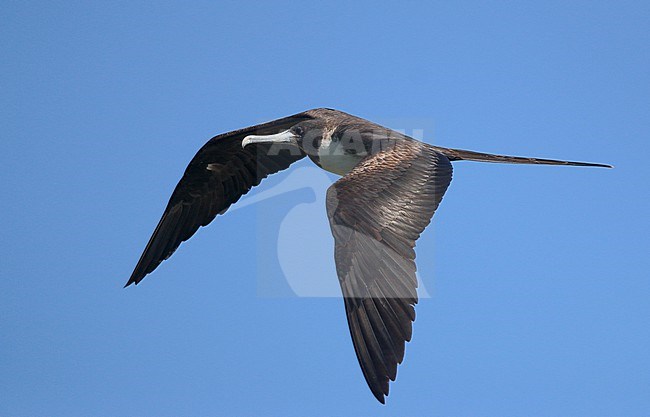 Female Magnificent Frigatebird (Fregata magnificens rothschildi) in Mexico. stock-image by Agami/Ian Davies,