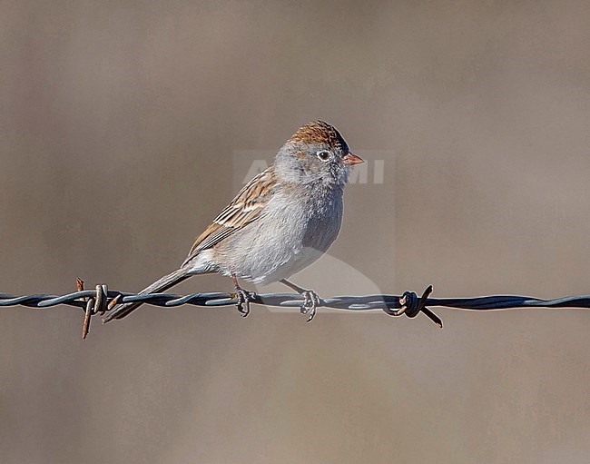 Worthen's Sparrow, Spizella wortheni wortheni, perched on a wire - Endangered species stock-image by Agami/Andy & Gill Swash ,