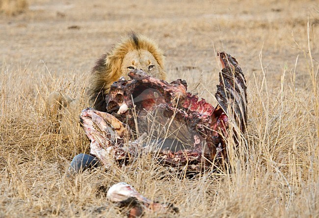 Mannetje Afrikaanse Leeuw etend van prooi; Male African Lion feeding on prey stock-image by Agami/Marc Guyt,