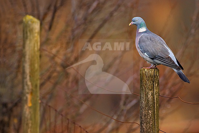 Common wood pigeon, Columba palumbus, in Italy. stock-image by Agami/Daniele Occhiato,