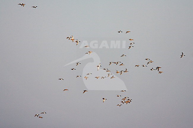 Slobeend, Northern Shoveler, Anas clypeata stock-image by Agami/Marc Guyt,