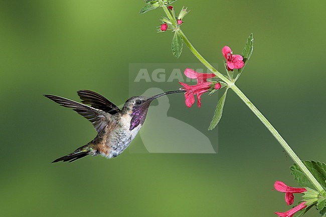 Adult male Lucifer Hummingbird (Calothorax lucifer) hovering against a green background in front of small flowers in Brewster Co., Texas, USA in September 2016 stock-image by Agami/Brian E Small,