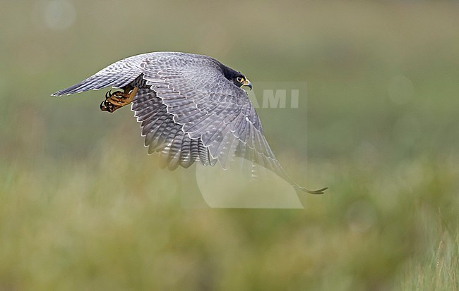 Peregrine (Falco peregrinus) Vaala Finland June 2016 stock-image by Agami/Markus Varesvuo,