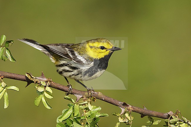 Adult male
Galveston Co., TX
April 2014 stock-image by Agami/Brian E Small,