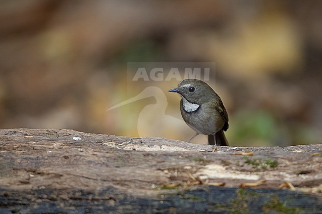 White-gorgeted Flycatcher (Anthipes monileger) at Doi Lang, Thailand stock-image by Agami/Helge Sorensen,