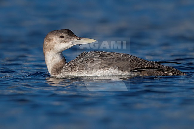 Juvenile
San Diego Co., CA
December 2022 stock-image by Agami/Brian E Small,