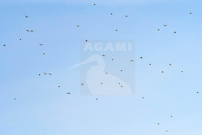 Migrating flock of Redwings (Turdus iliacus) flying overhead over Tongplaat near Dordrecht in the Netherlands. stock-image by Agami/Hans Gebuis,