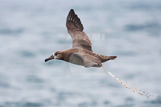 Zwartvoetalbatross, Black-footed Albatross, Phoebastria nigripes stock-image by Agami/Martijn Verdoes,