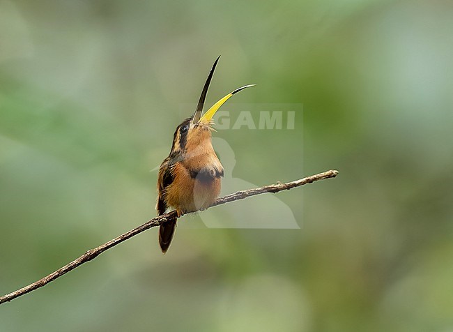 Reddish Hermit, Phaethornis ruber ruber, male calling at lek site in primary forest in Amazonian Brazil stock-image by Agami/Andy & Gill Swash ,