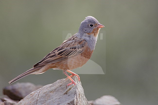 Mannetje Bruinkeelortolaan; Male Cretschmar\'s Bunting stock-image by Agami/Mike Danzenbaker,