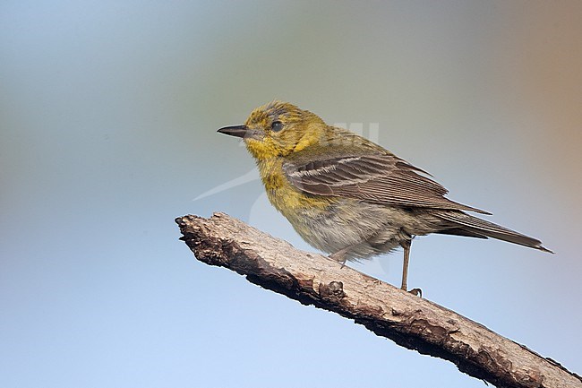 Adult worn male Pine Warbler (Setophaga pinus) in Florida, USA stock-image by Agami/Helge Sorensen,