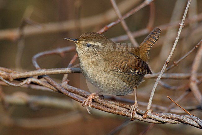 Winterkoning in de bosjes; Winter Wren in the scrub stock-image by Agami/Daniele Occhiato,