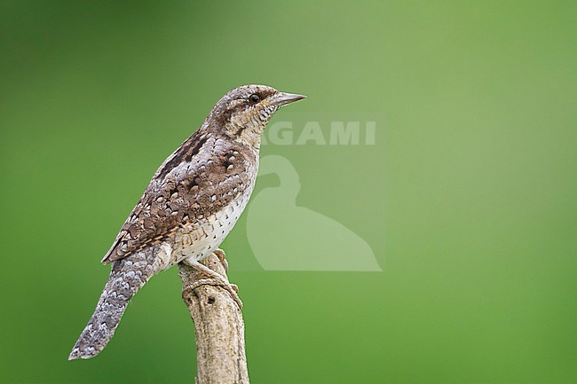 Eurasian Wryneck - Wendehals - Jynx torquilla ssp. torquilla, Germany, adult stock-image by Agami/Ralph Martin,