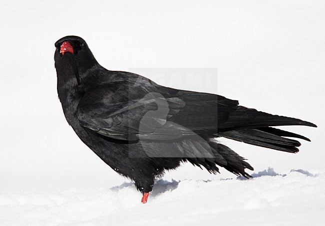 Alpenkraai in de sneeuw; Red-billed Chough in the snow stock-image by Agami/Markus Varesvuo,